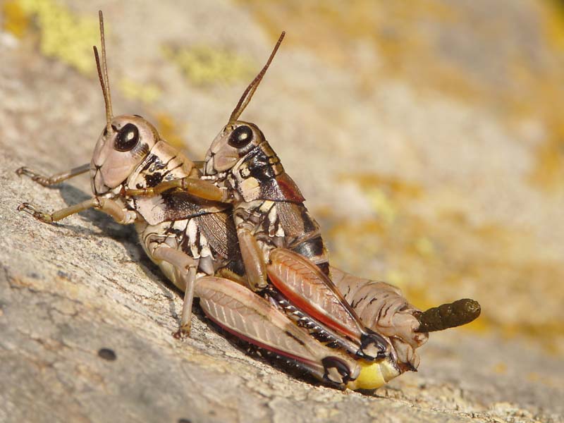 Podisma pedestris (Acridiidae) dal Monte Avic